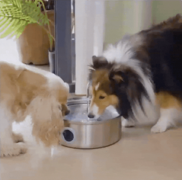 PurePaws Drinking Fountain Kit